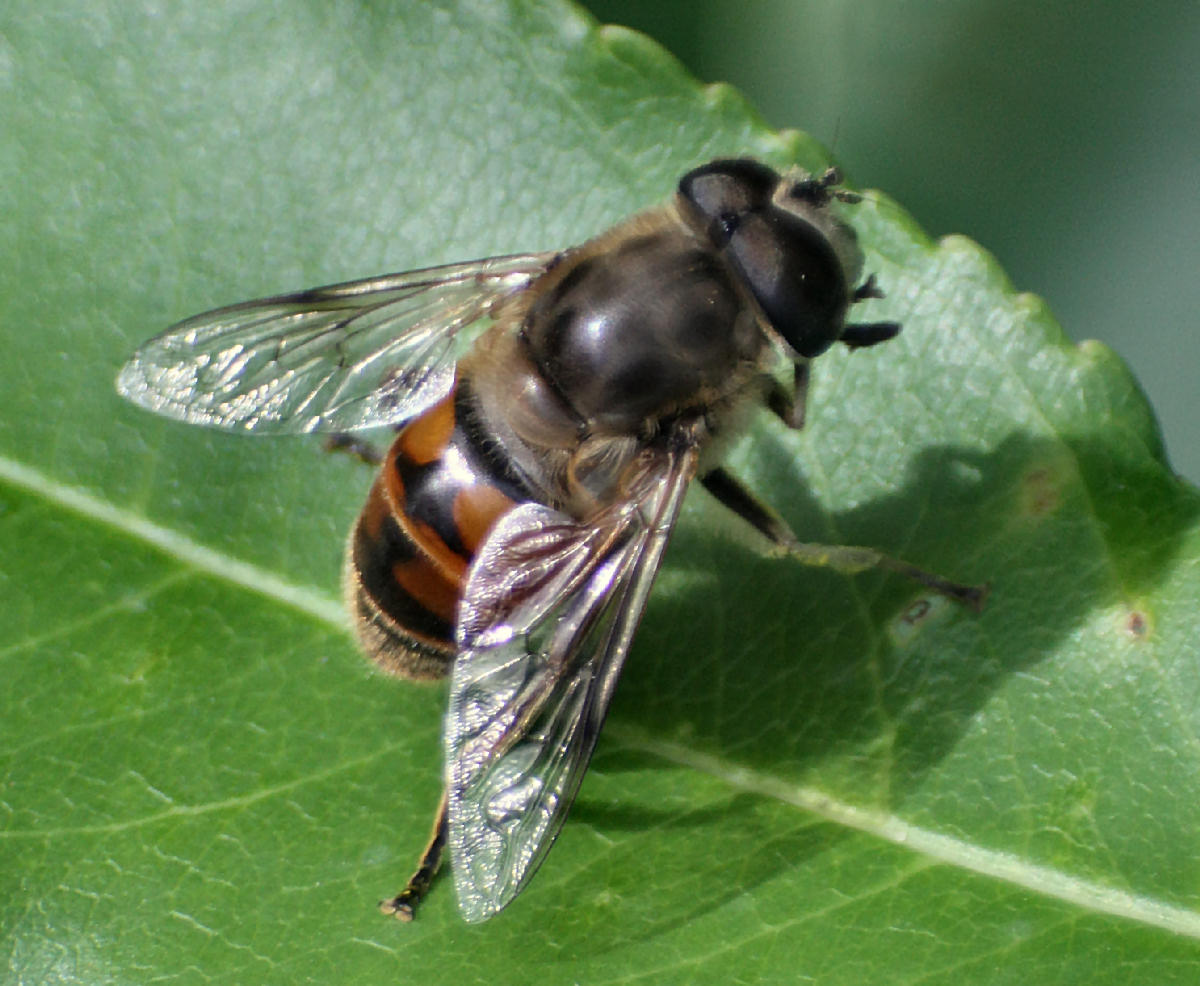 Eristalis sp.  - tenax ?  - maschio e femmina